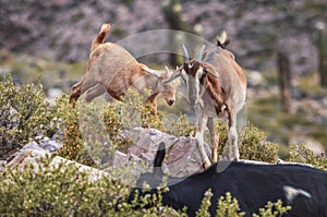 Group of goats in Tilcara valley, Jujuy