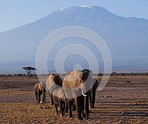 The group goes on savanna elephants on backgrounds Kilimanjaro. Africa. Kenya. Tanzania. Serengeti. Maasai Mara.