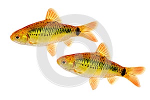 Group of Gold barb Barbodes semifasciolatus Chinese barb aquarium fish isolated