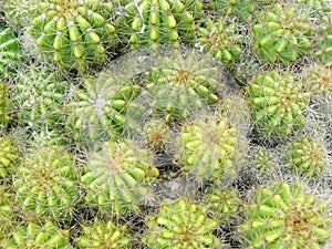 group of Golden ball cactus