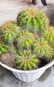 Group of golden ball cactus or Echinopsis cactus plants