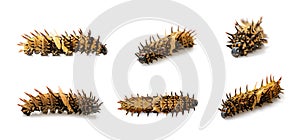 Group of golden birdwing caterpillar isolated on a white background. worm. Insect. Animal photo