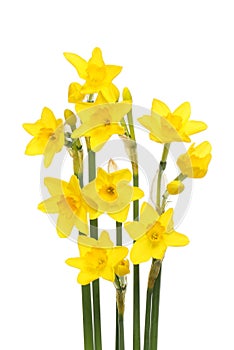 Group of golden daffodils