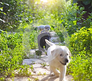 Group of golden retriever puppies in the yard