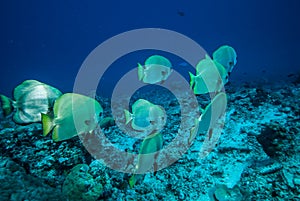 Group of golden spadefish swimming in Derawan, Kalimantan, Indonesia underwater photo