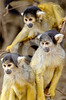 Group of Golden Squirrel Monkey Saimiri sciureus Pampas del Yacuma, Bolivia