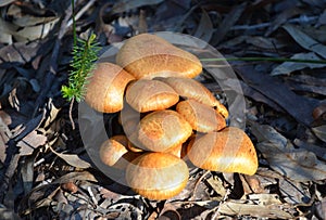 Group of Golden toadstool fungi