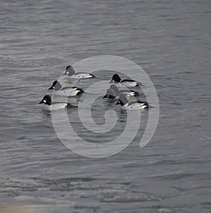 A Group Of Goldeneyes On Lake Ontario