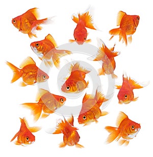 Group of goldfish photo