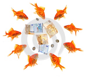 Group of goldfish surrounding money