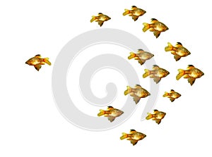 Group of goldfishes