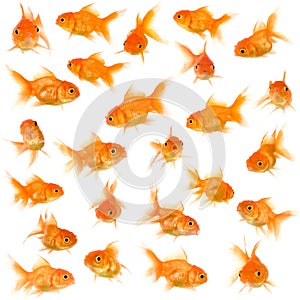 Group of goldfishes photo