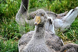 Group of goose lying in the grass. Domestic geese family graze on traditional village barnyard. Gosse lying in the garden photo