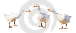 Group of gooses