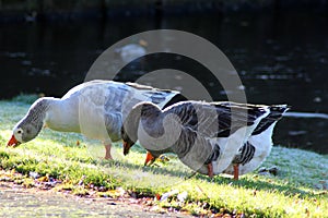 Group gooses eating grass