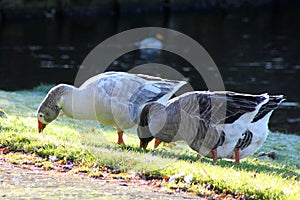 Group gooses eating grass