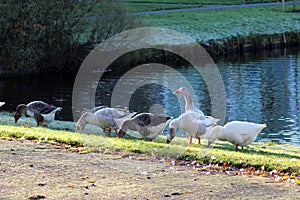 Group gooses eating grass