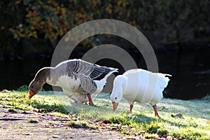 Group gooses eating grass