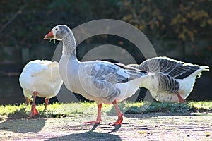 Group gooses eating grass