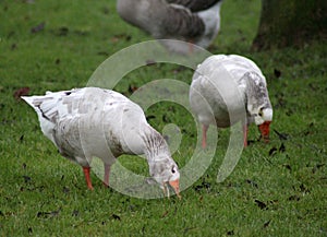 Group gooses eating grass