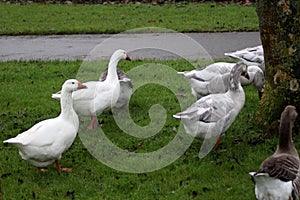 Group gooses eating grass