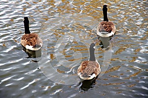 Group of gooses in the lakeshore