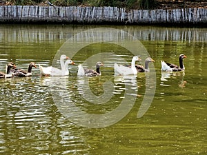 The group of gooses swimming in a row