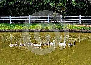 The group of gooses swimming in a row