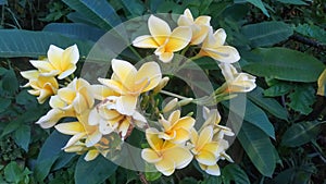 A group of gorgeous frangipani flowers in the garden photo