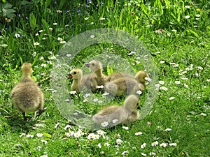 Group of Goslings photo