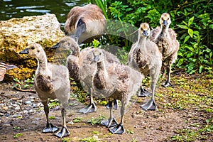 A group of goslings not yet fully grown, fresh out of the water, Golden Gate Park, San Francisco, California