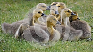 Group of Goslings sitting in the Grass