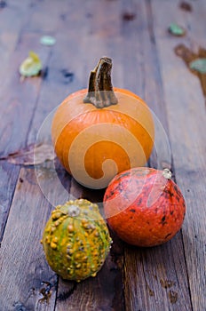 Group of gourd and pumpkin (Cucurbita)