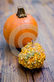 Group of gourd and pumpkin (Cucurbita)