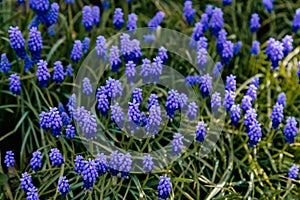 Group of Grape hyacinth or Muscari armeniacum blooming in spring garden, Tender blue flowers close up, Selective focus, green