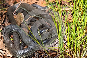 Group with grass snakes basking in the sunshine