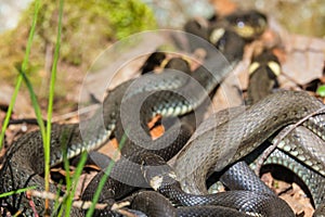 Group with Grass snakes sunbathing in the sunshine