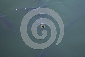 Group of Gray Carp - Cyprinus carpio