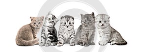Group of gray kitten