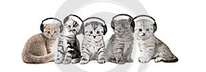 Group of gray kitten listen music in headphones