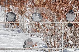 Group of Gray pigeons with bright eyes and rainbow necks sleeps on the metal fence in the park in winter