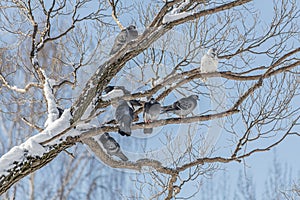 Group of Gray pigeons with bright eyes and rainbow necks is on the tree in the park in winter