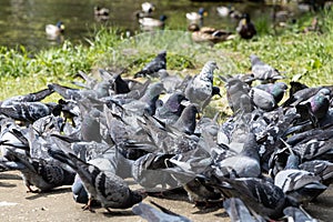 Group of gray pigeons with rainbow neck and bright eyes and light wings are eating in the park in summer