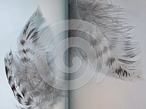 Group of gray spotted owl feathers