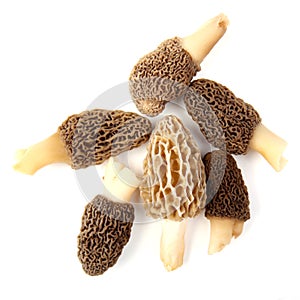 Group of gray and yellow morel mushrooms