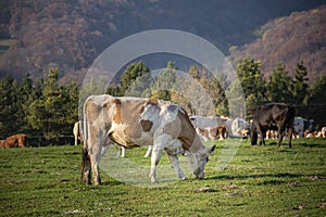A group of grazing cows on a farmland. Cows on green field eating fresh grass. Agriculture concept. Global warming caused by