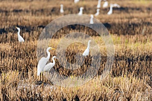 A group of Great Egrets isolated in burnt paddy field looking into a distance