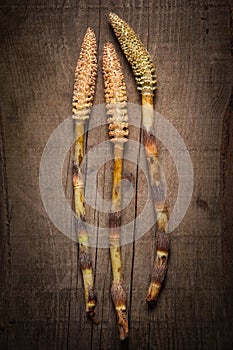 Group of Great horsetails