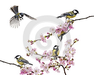 Group of great tit perched on a flowering branch, Parus major, i photo
