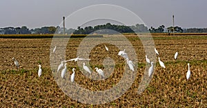 Group Of Great White Egrets.
